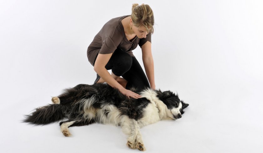 Эпилепсия у собак