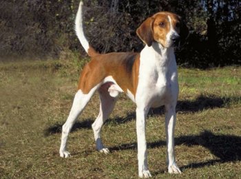 Английский и американский фоксхаунды: назначение и особенности пород