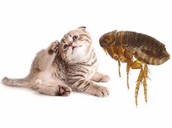 Как и чем вывести блох у кошки: лучшее средство (шампунь, капли, спрей, ошейники, таблетки)