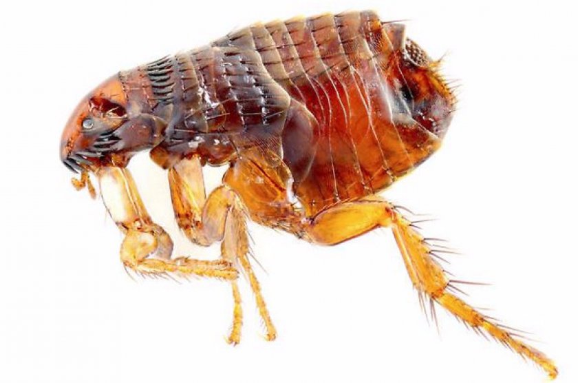 Внешний вид и образ жизни блох Внешний вид и образ жизни блох