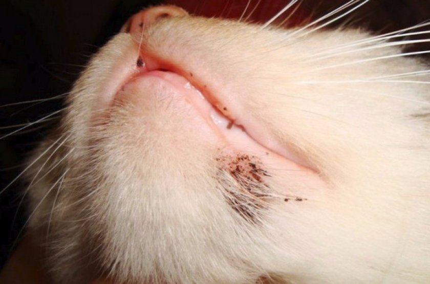 Внешний вид и образ жизни блох Внешний вид и образ жизни блох