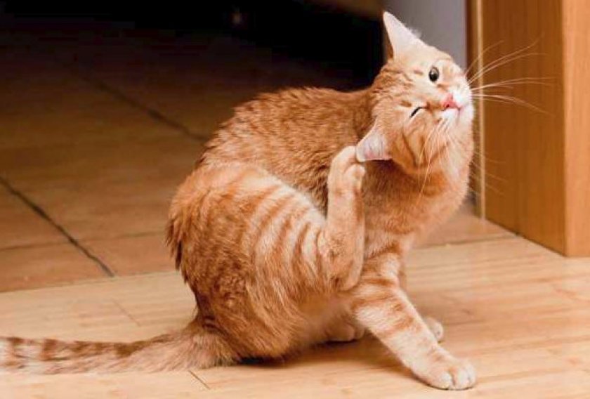 Чем опасны блохи Чем опасны блохи