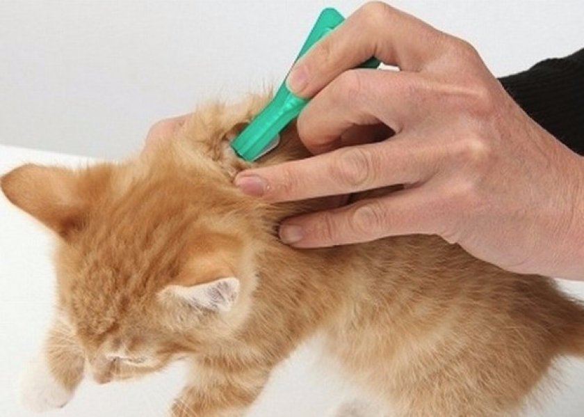 Капли на холку Капли на холку