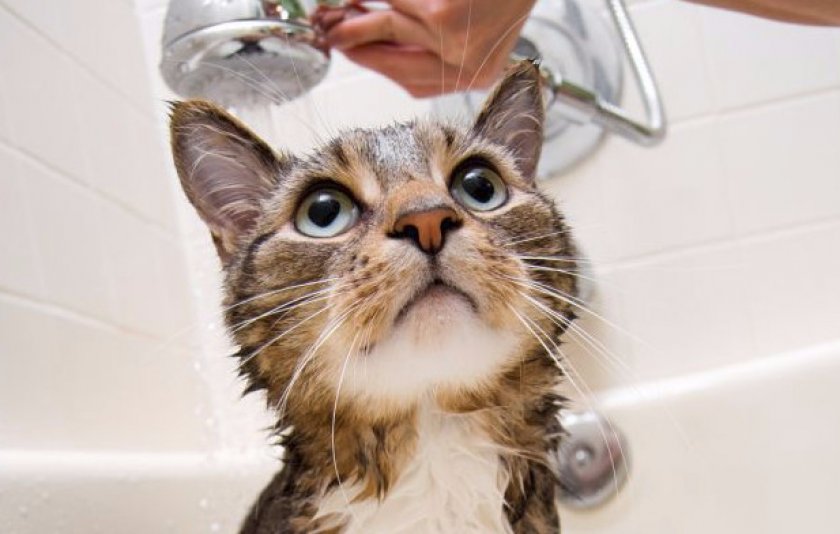 Шампуни Шампуни