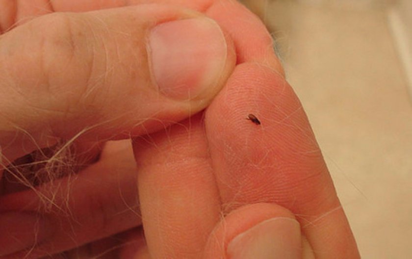 Вычесывание и вылавливание вручную Вычесывание и вылавливание вручную