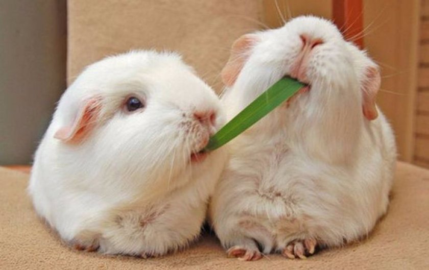 Морские свинки Морские свинки