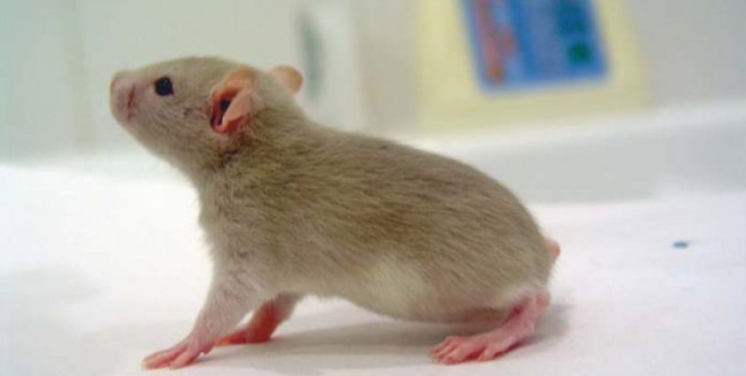 Бесхвостые