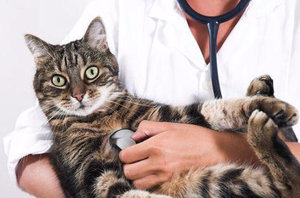 Вирусный и инфекционный перитонит у кошек: симптомы и лечение, можно ли вылечить
