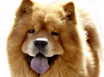 Независимость и гордость: знакомство с породой собак чау-чау