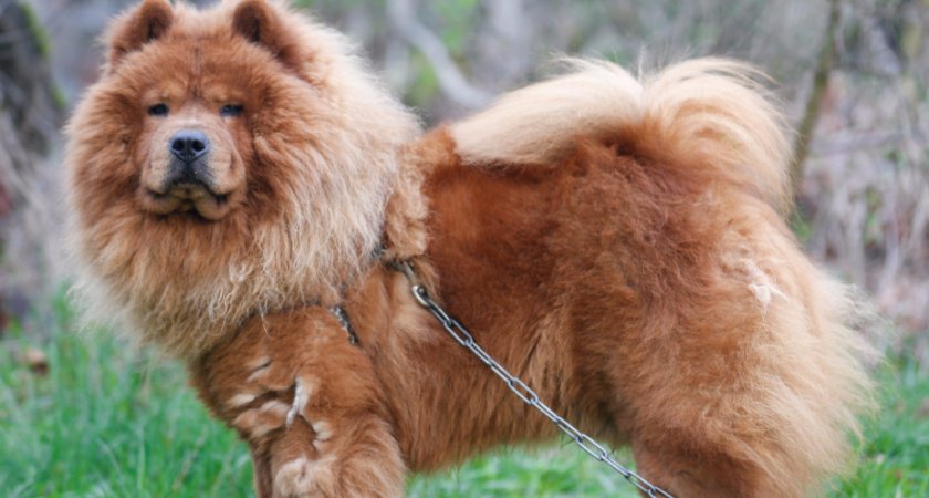 чау-чау чау-чау