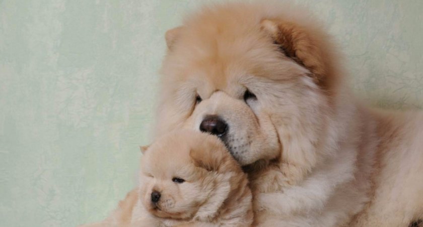 щенок щенок