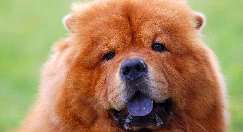 собака собака