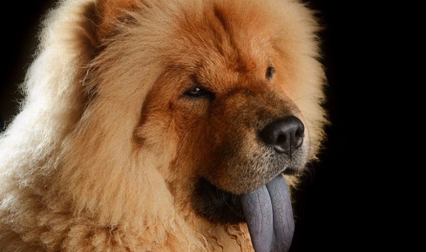 собака собака