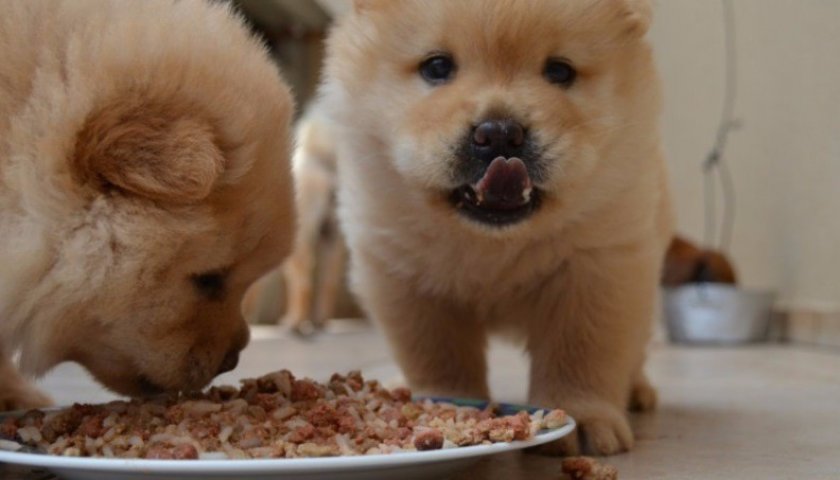 щенки щенки