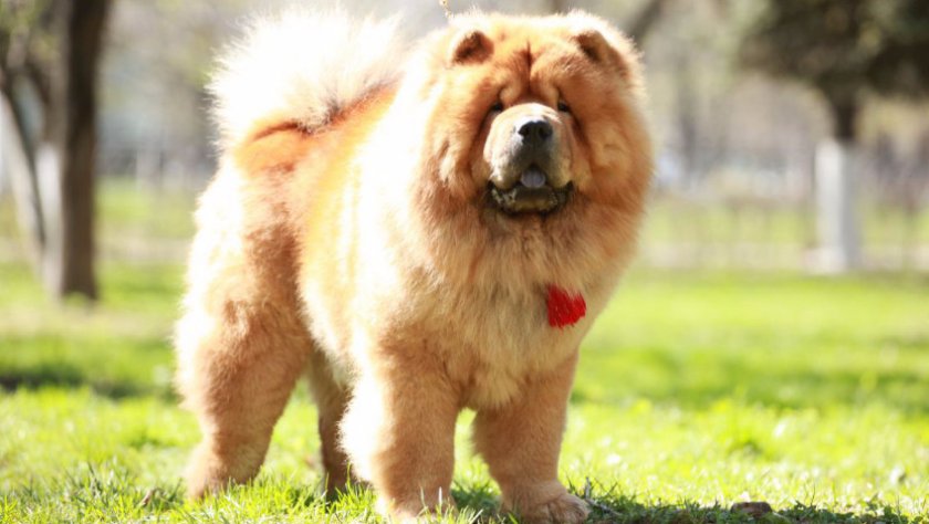 собака собака