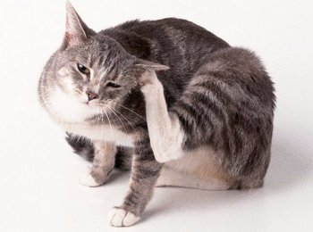 Перхоть у кошек: причины и лечение, профилактика