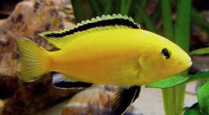 Особенности содержания и ухода за лабидохромисом еллоу