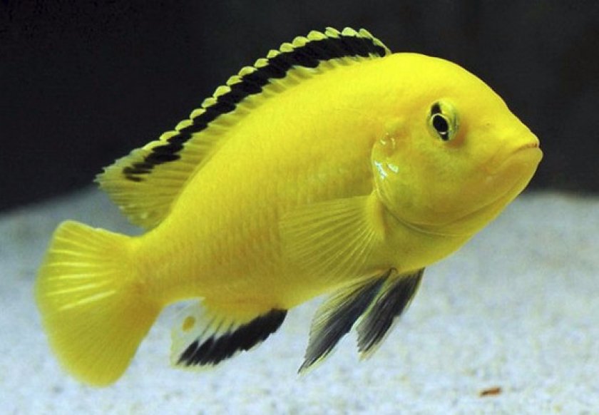 Краткое описание