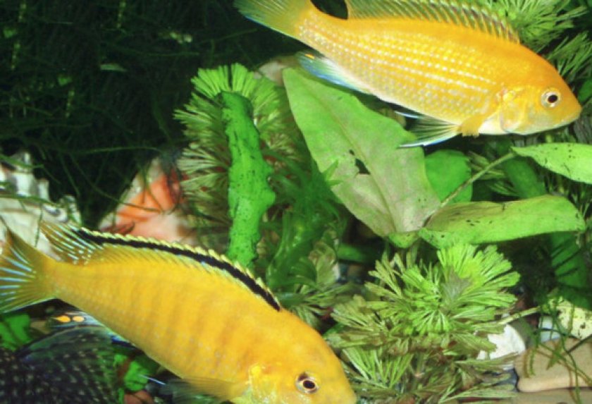 Растения и грунт