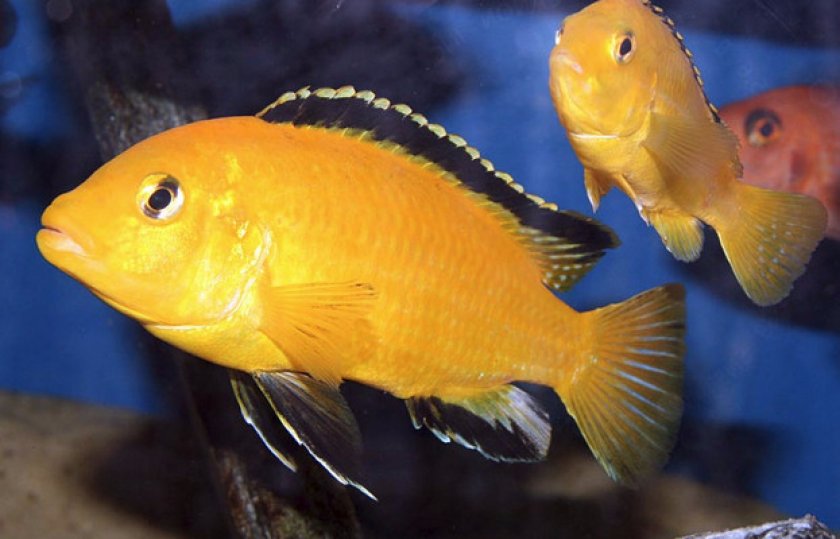 Отличие самца от самки и размножение