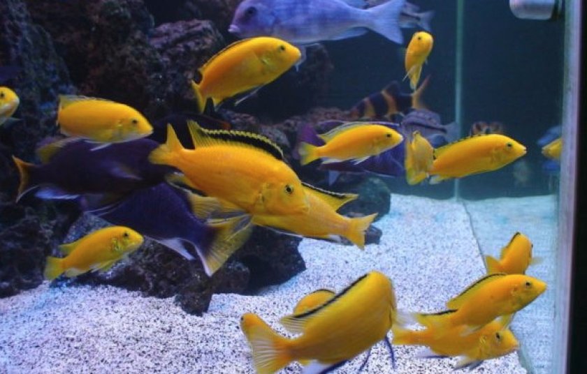 Совместимость с другими рыбками