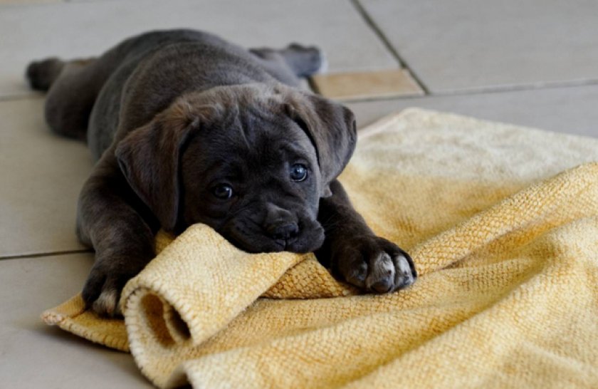 Физиологические недомогания Физиологические недомогания