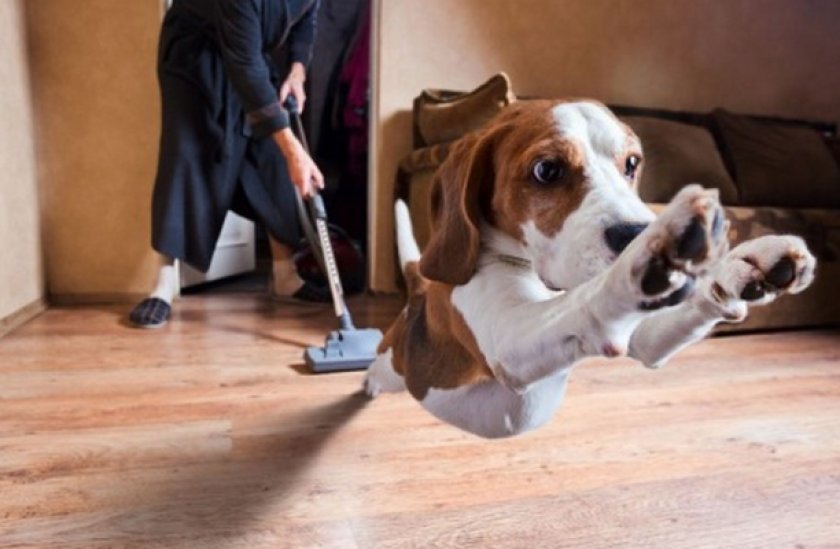 Уборка после собаки Уборка после собаки