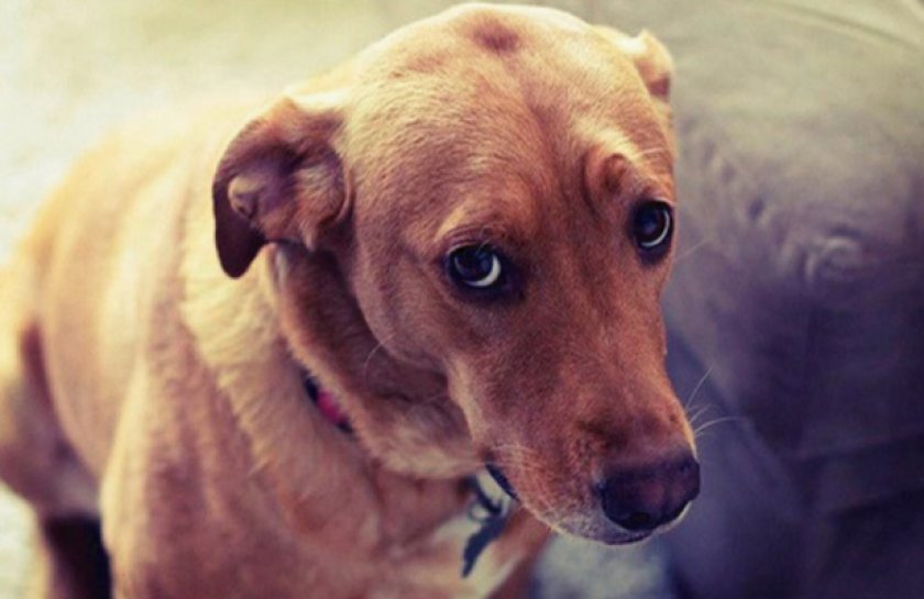 Собака Собака