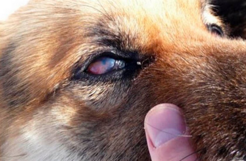 Хламидиоз Хламидиоз