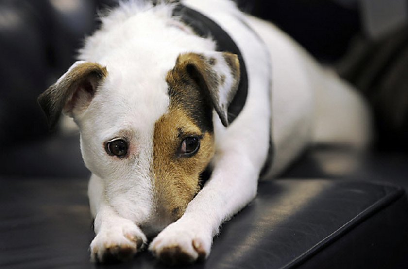 Хламидиоз Хламидиоз