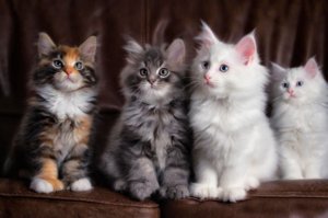10 самых умных пород кошек в мире: описание и уход