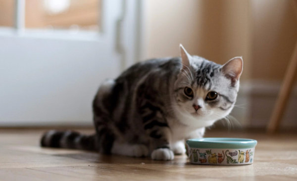 правильное питание для кошек в домашних условиях