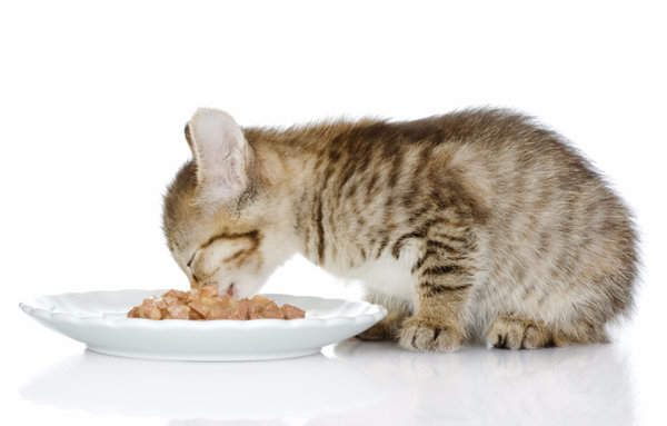 Витамины для кошек и котов: необходимы ли они животному?