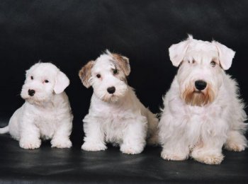 Собака кинозвезд: знакомство с породой силихем-терьер