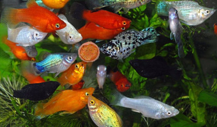 Рыбки моллинезии Рыбки моллинезии