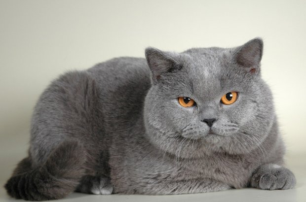 Британская кошка Британская кошка