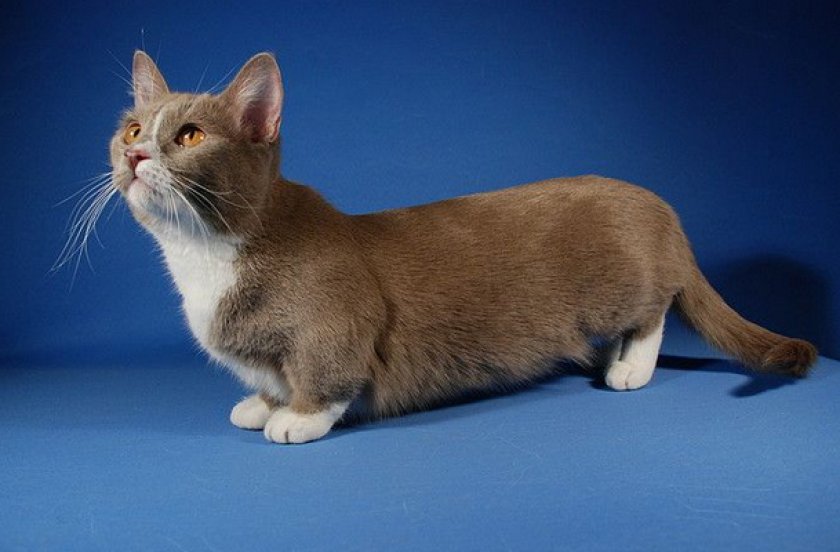 Манчкин Манчкин