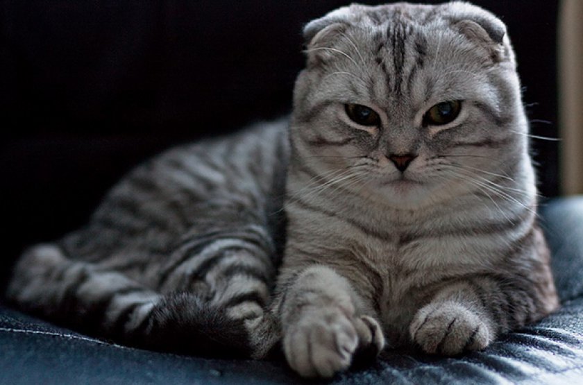 Шотландская вислоухая Шотландская вислоухая