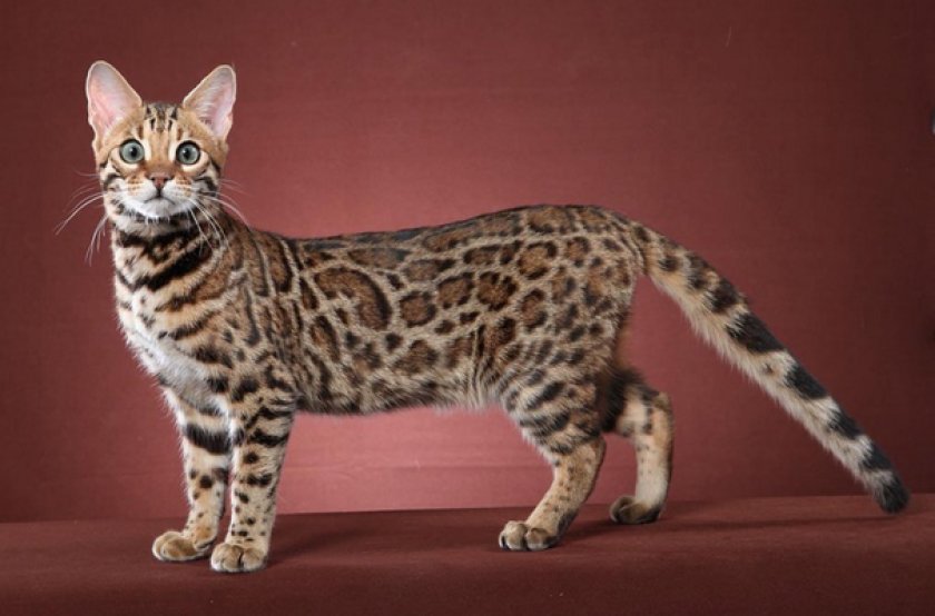 Бенгальская Бенгальская