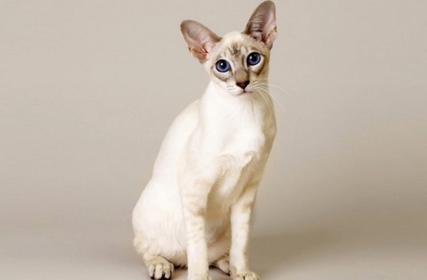 Сингапурская Сингапурская