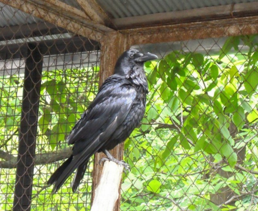 Содержание черного ворона Содержание черного ворона