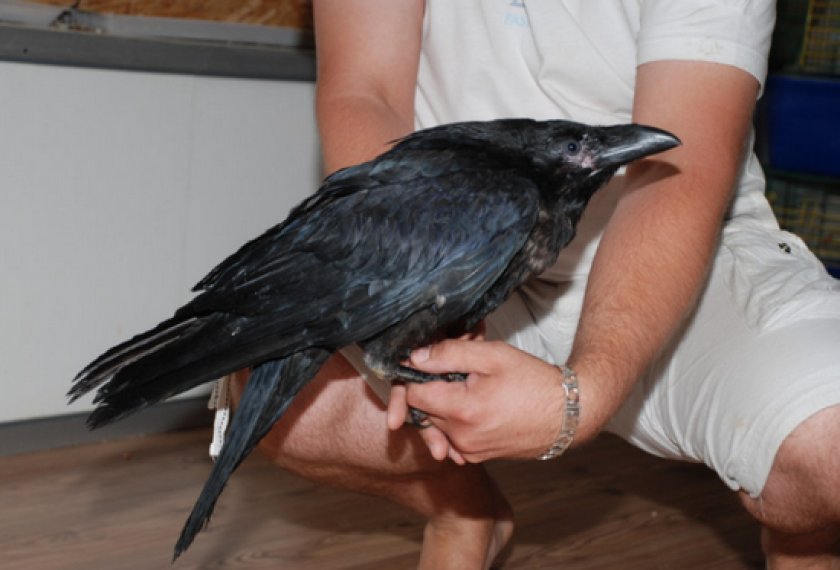 Содержание черного ворона Содержание черного ворона