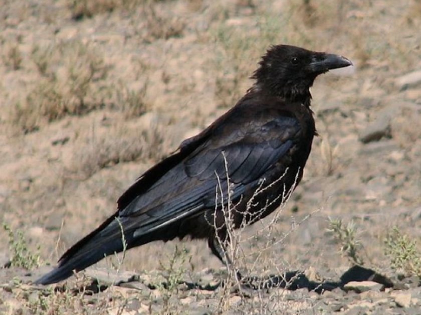 Содержание черного ворона Содержание черного ворона
