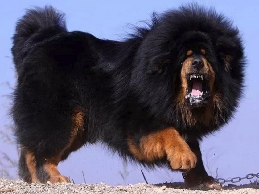 Игровая деятельность Игровая деятельность