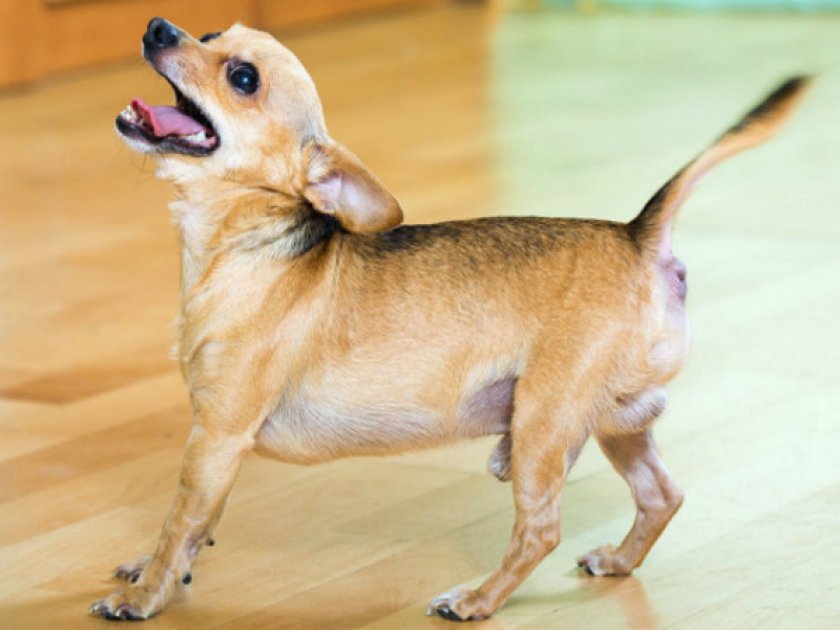 Возбуждённое состояние или беспокойство Возбуждённое состояние или беспокойство