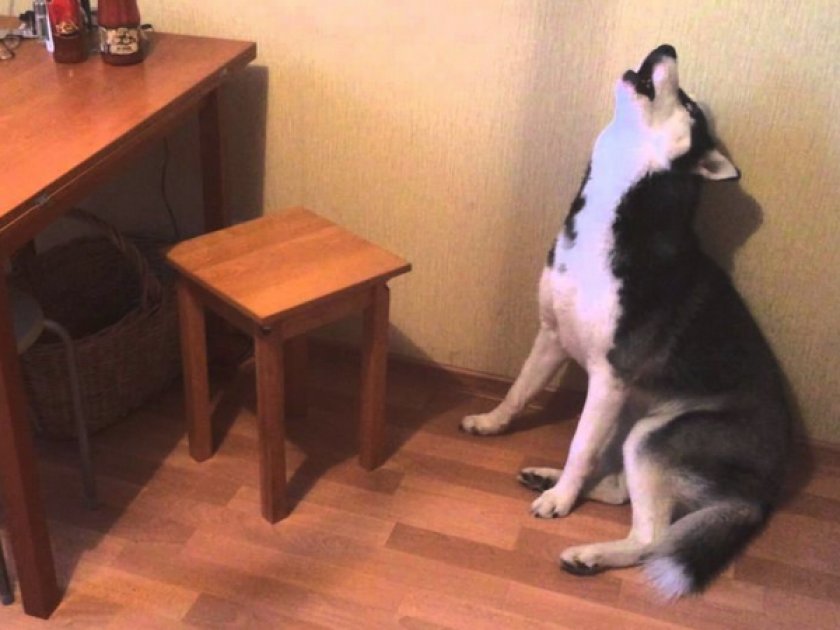 Скука Скука