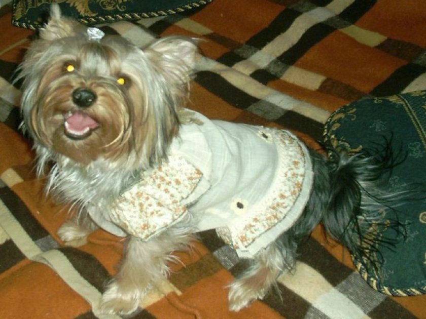 Рзлука с матерью собаки Рзлука с матерью собаки