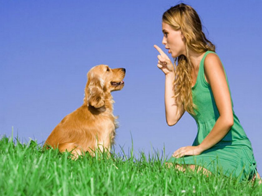 Команда «тихо!» для собаки Команда «тихо!» для собаки