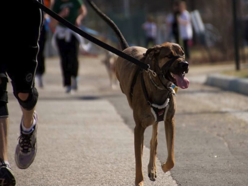Собака лает на прохожих Собака лает на прохожих
