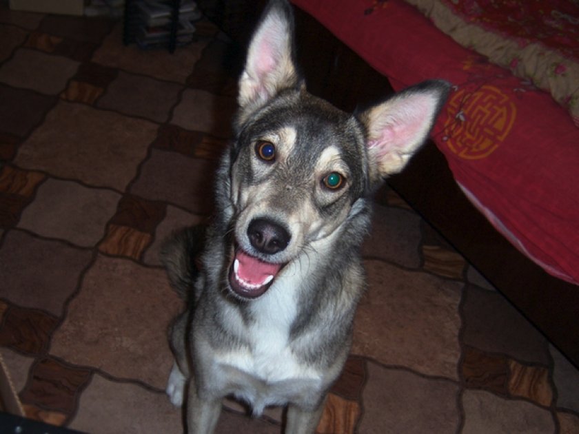 Собака лает Собака лает